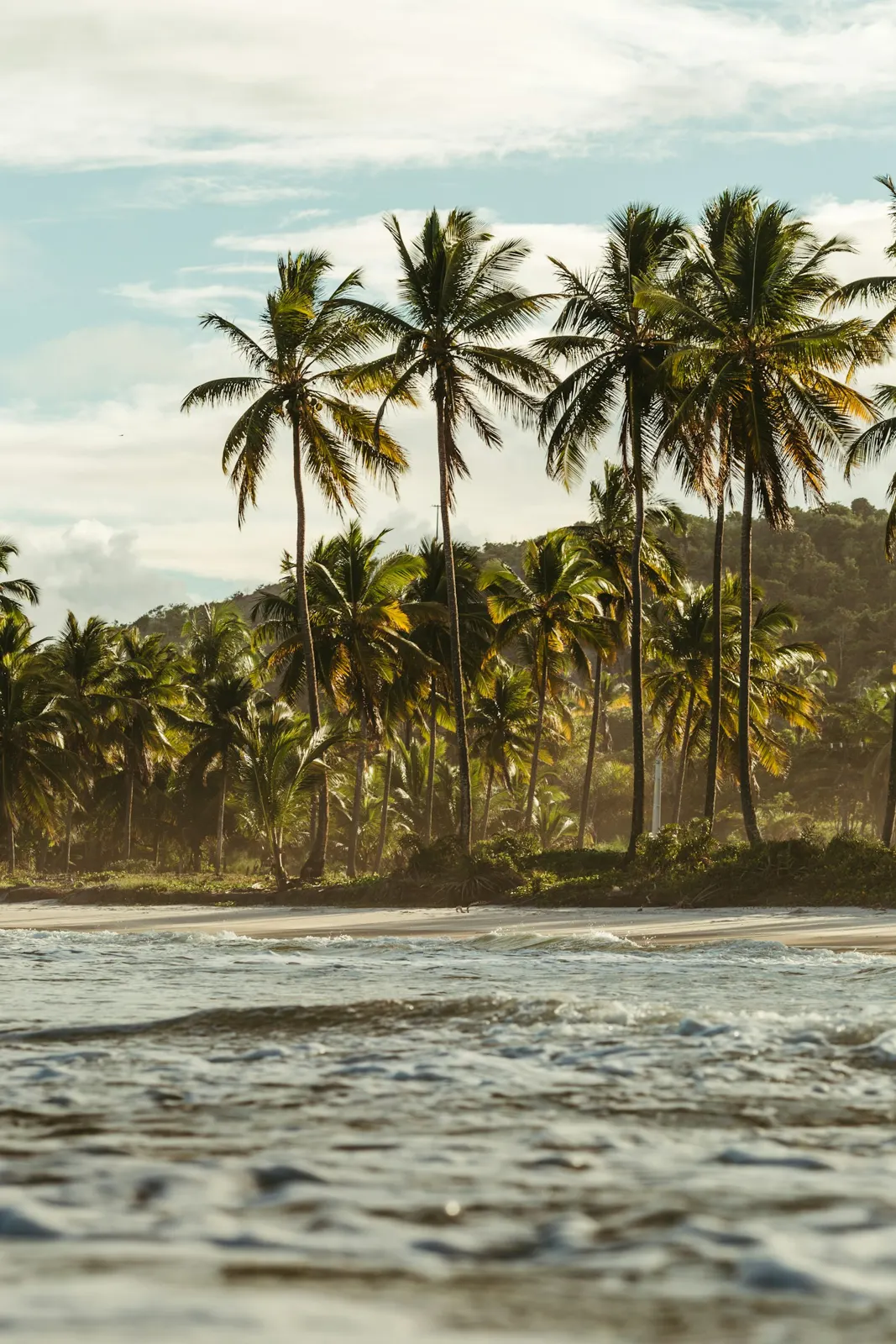 Tall palm trees along a tropical beach